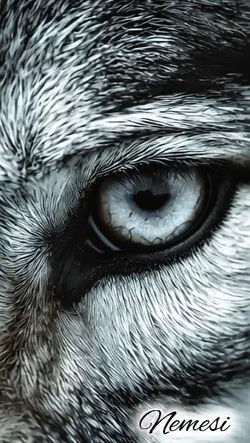 Wolf Transition
