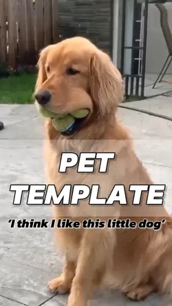 Pets Template 