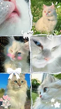 My little kittie