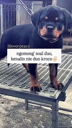 ngomong' soal duo