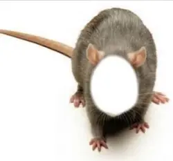 Envoie sa à ton RaT 