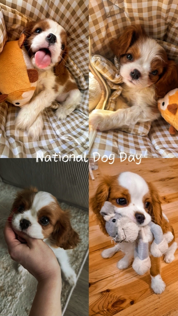 National dog day