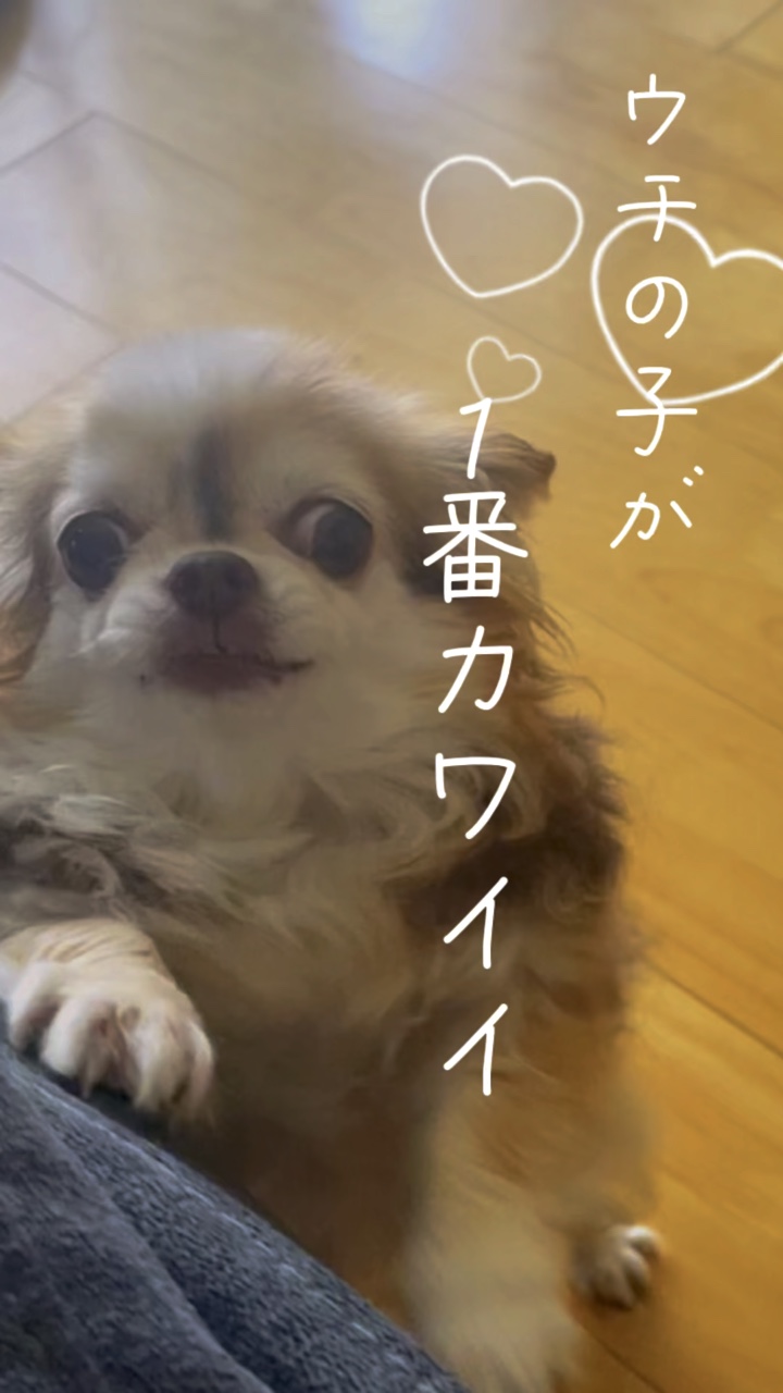 愛犬、子供、推しに使える♡