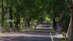teh hjau