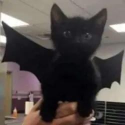 Fade away templatev2