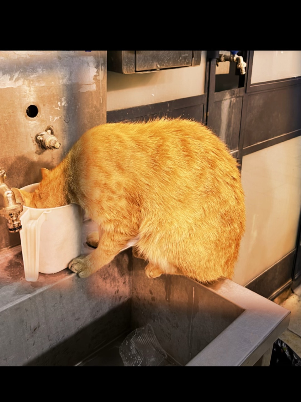 Asmr gato susurrando