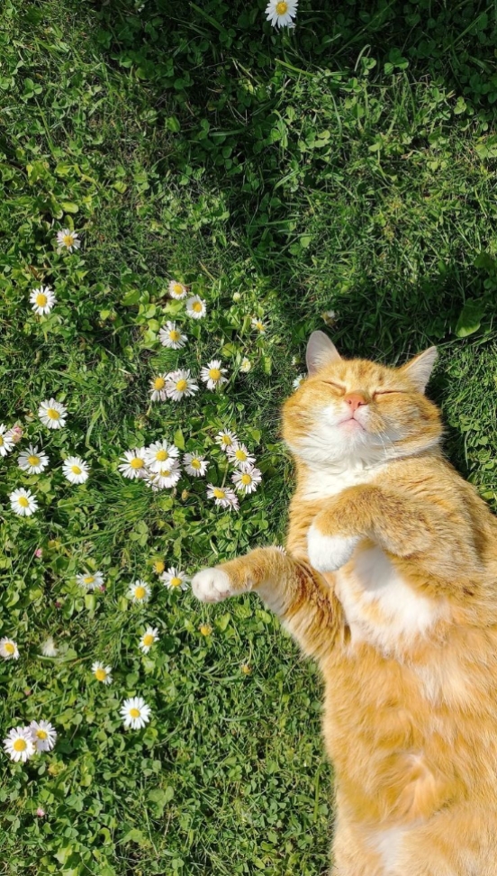 Kucing Lucu