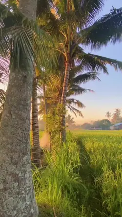 Suasana Pagi Di Desa