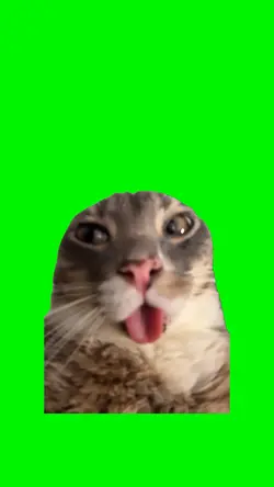 Funny Cat