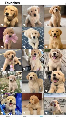 Dog bestfriend