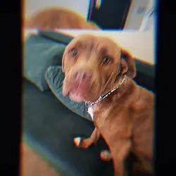 My doggo sally