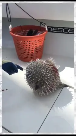 puffer fish