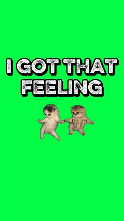 CATS GOT THAT FEELIN