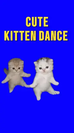 CUTE KITTEN DANCE