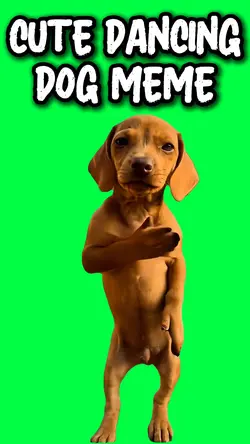 CUTE DANCING DOG