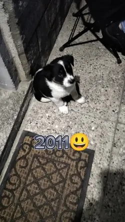 dog dead