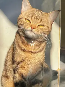 stop-motion cat