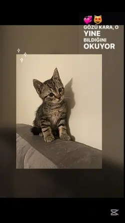 KEDİ ŚaBLON