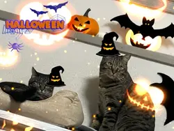 ハロウィンにゃん🎃