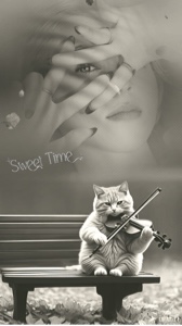 Violino Gato