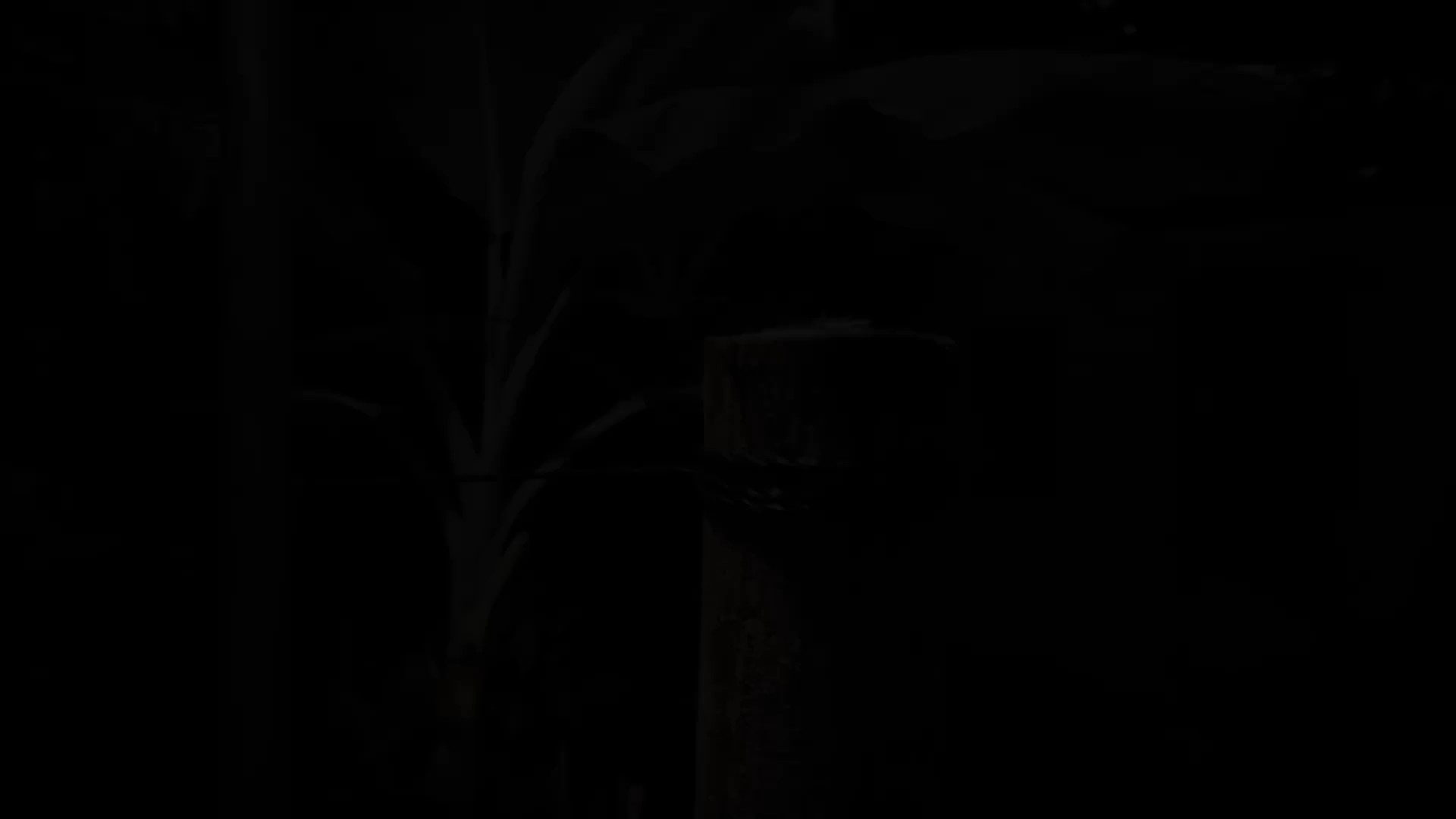 Creepy|Cinematic CT