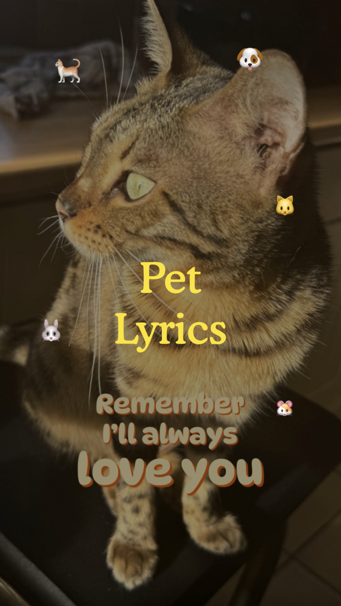 Letras De Mascotas❤️