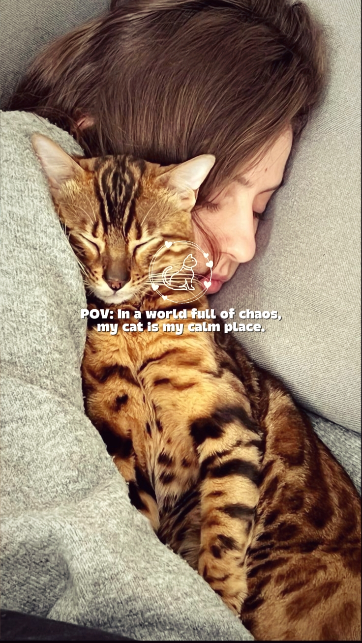 Amor Gato