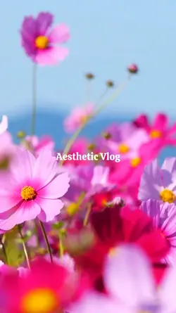 Aesthetic Vlog
