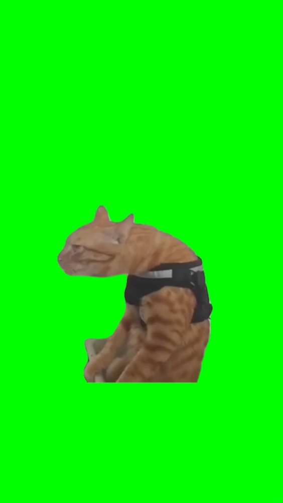 CAT POSTURE