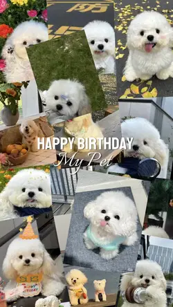 วันเกิดของสุนัข Pet 