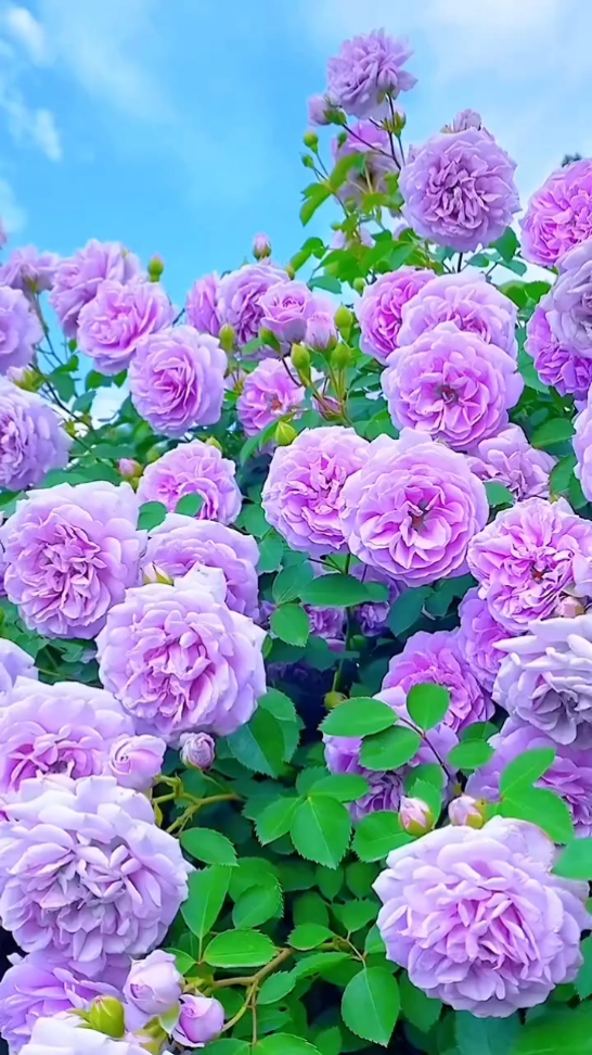 Mga Mahilig sa Bulaklak