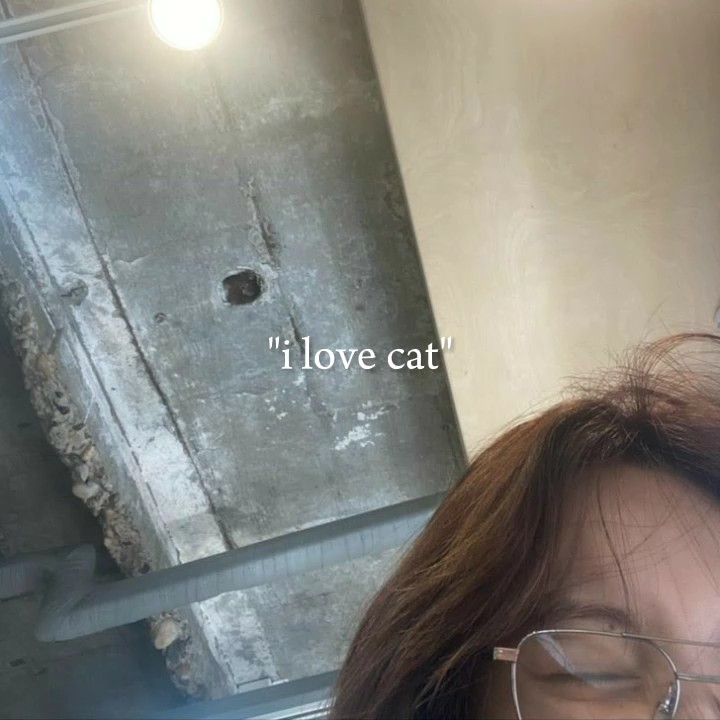 Amo a los gatos