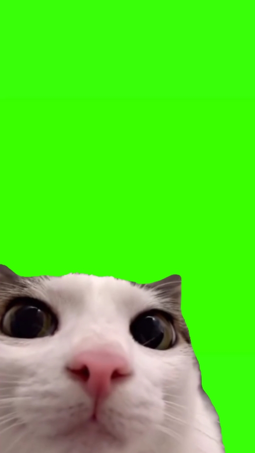 Gato parpadeando meme