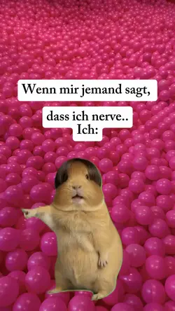 Guinea pig