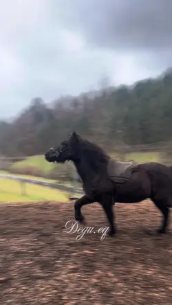 Smooth slowmo Horse 