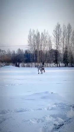 harlequin slowmo