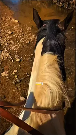 Águas da correnteza🎶