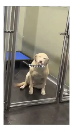 Dog Core