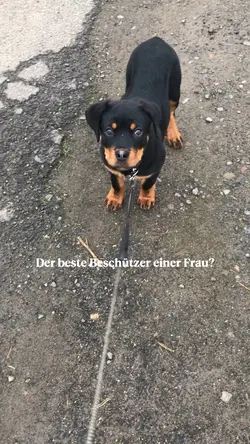 Bester Beschützer