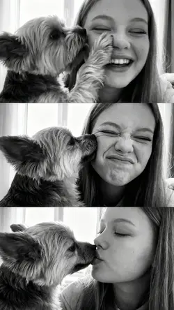 pet triptych