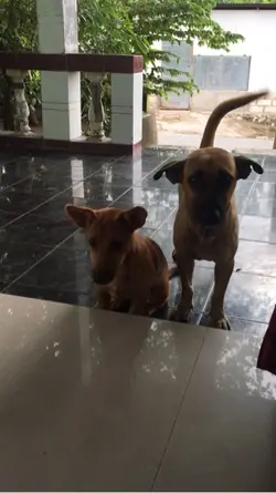 Rip my dog