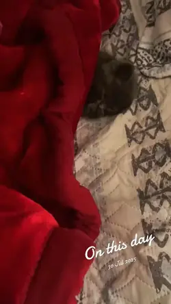Cat lovers