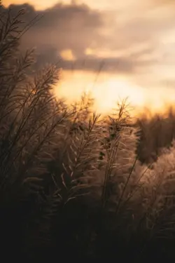 Islamic status 🌸💯