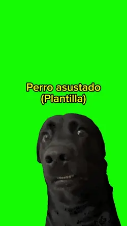 Perro asustado