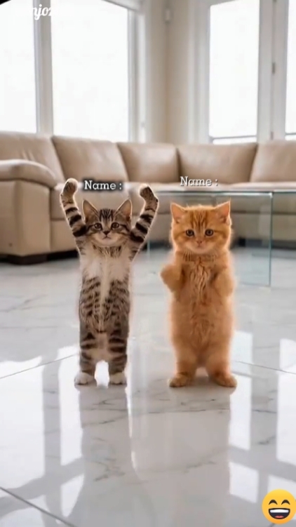 Chat drôle. 