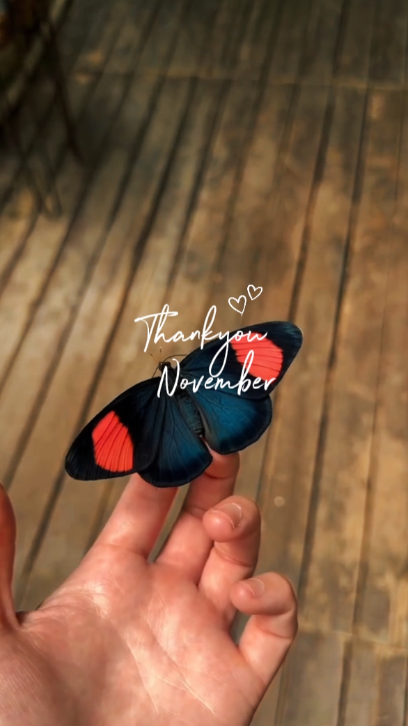 terima kasih november