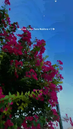 pal slow version,,,,