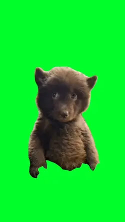 Suspicious bear cub