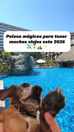 Meme Travel dog
