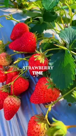 Strawberry Time 